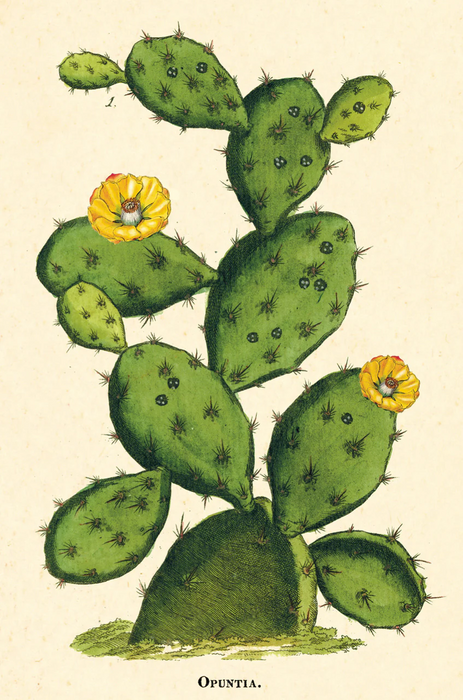 Cacti+ Succulents Vintage Postcard Set