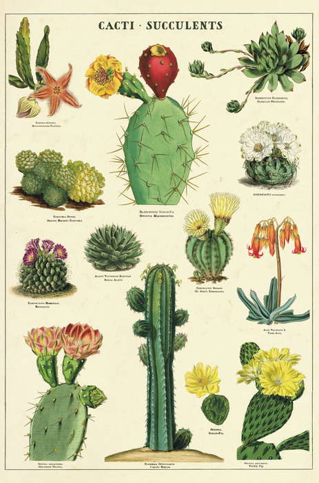 Cacti+ Succulents Vintage Postcard Set