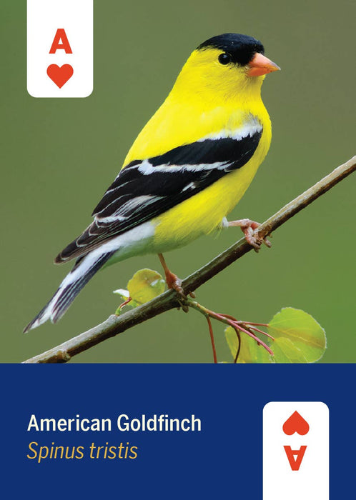 Birds of North America Card Deck