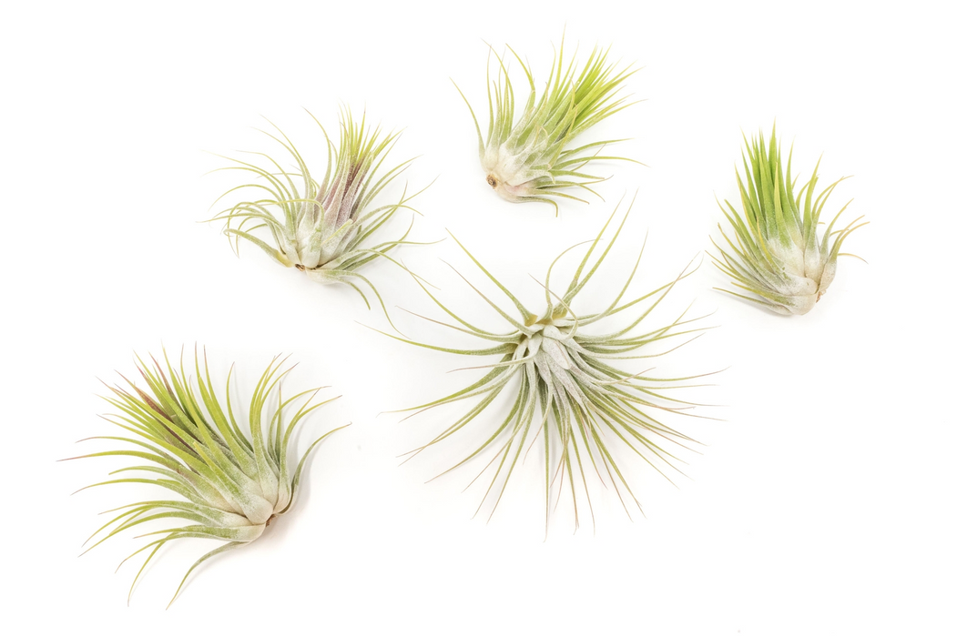 Airplants