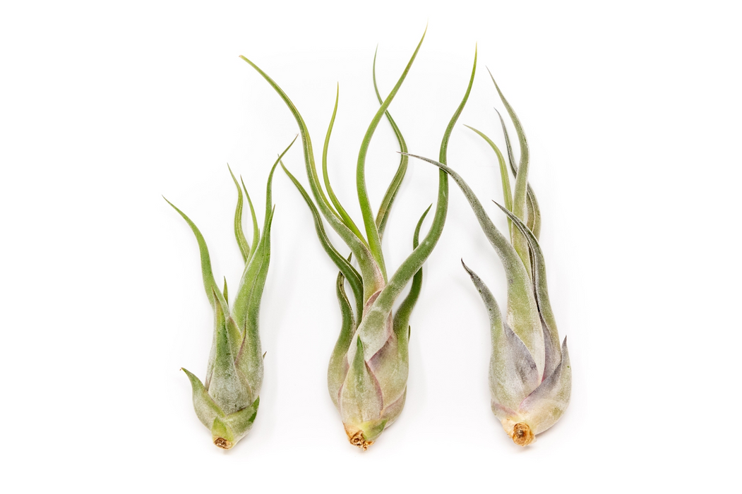 Airplants