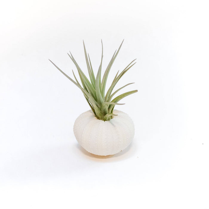 White Urchin Shell  (Includes Air Plant)