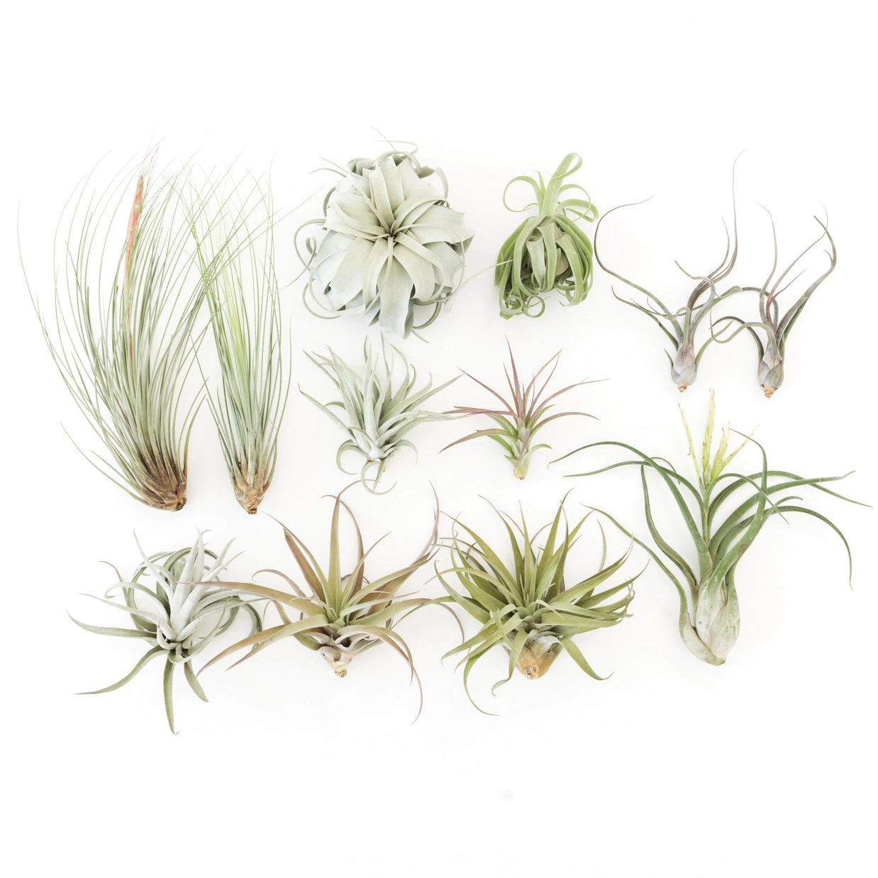 Collection of various air plants on a white background