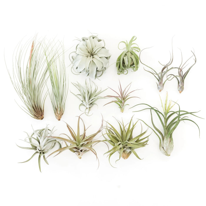 Collection of various air plants on a white background