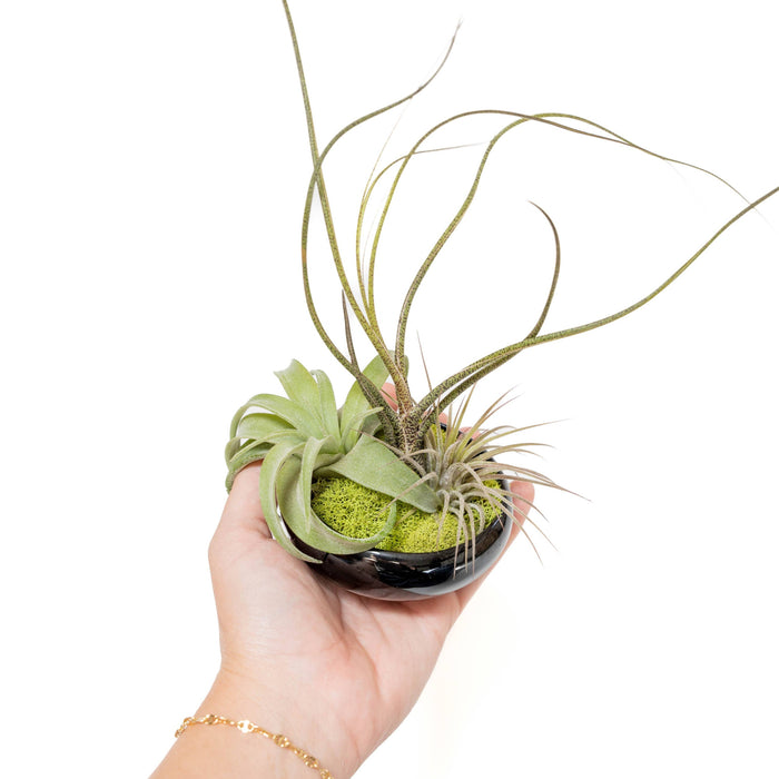 Tillandsia Air Plant Garden (with 3 air plants)