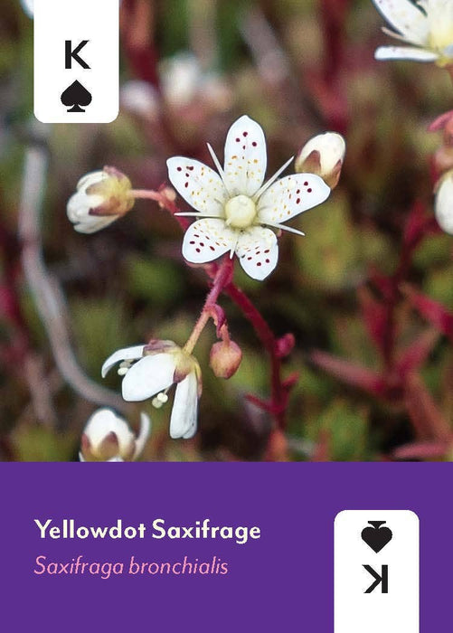 Pacific Northwest Wildflowers Deck