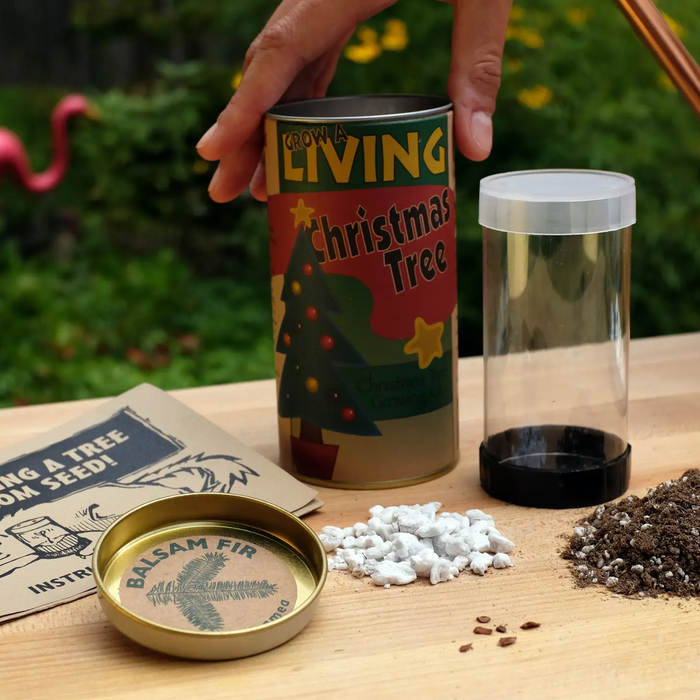 Living Christmas Tree | Seed Grow Kit
