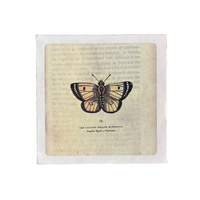8"x8" Butterfly Print