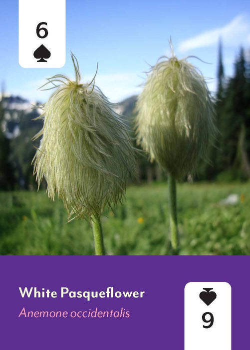 Pacific Northwest Wildflowers Deck