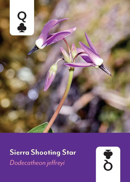 Pacific Northwest Wildflowers Deck