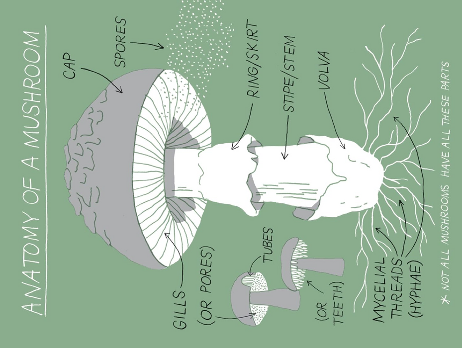 Pocket Nature: Mushroom Hunting: Forage for Fungi and Connect with the Earth