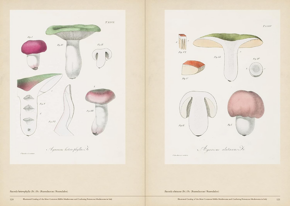 Mushroom Botanical Art