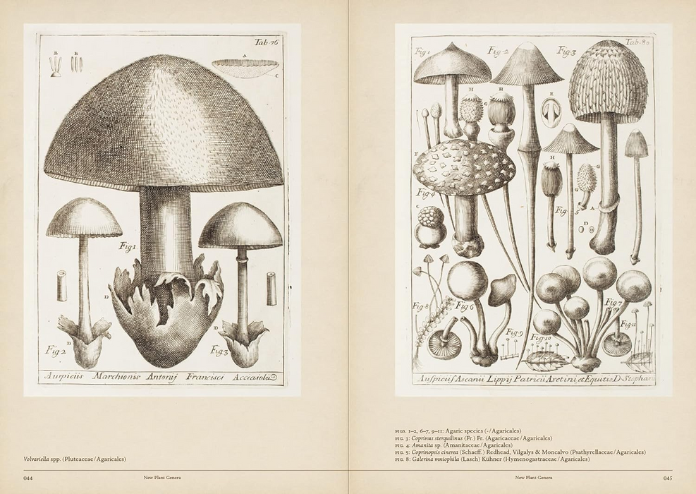 Mushroom Botanical Art