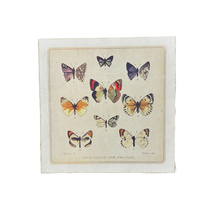 8"x8" Butterfly Print