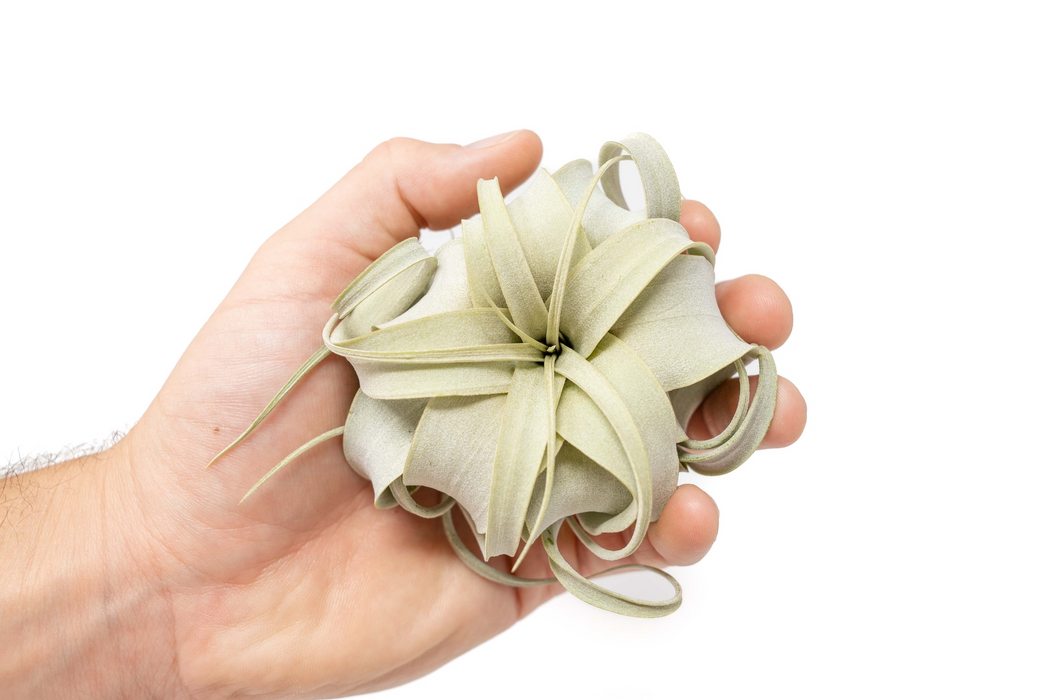 Airplants
