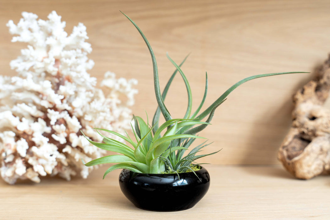 Tillandsia Air Plant Garden (with 3 air plants)