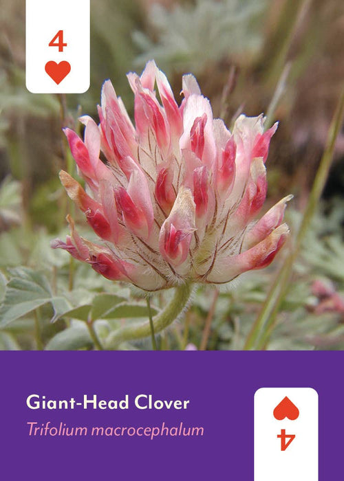 Pacific Northwest Wildflowers Deck
