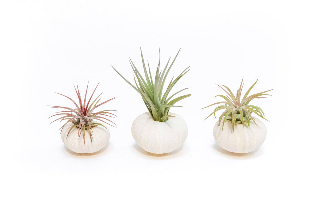 White Urchin Shell  (Includes Air Plant)