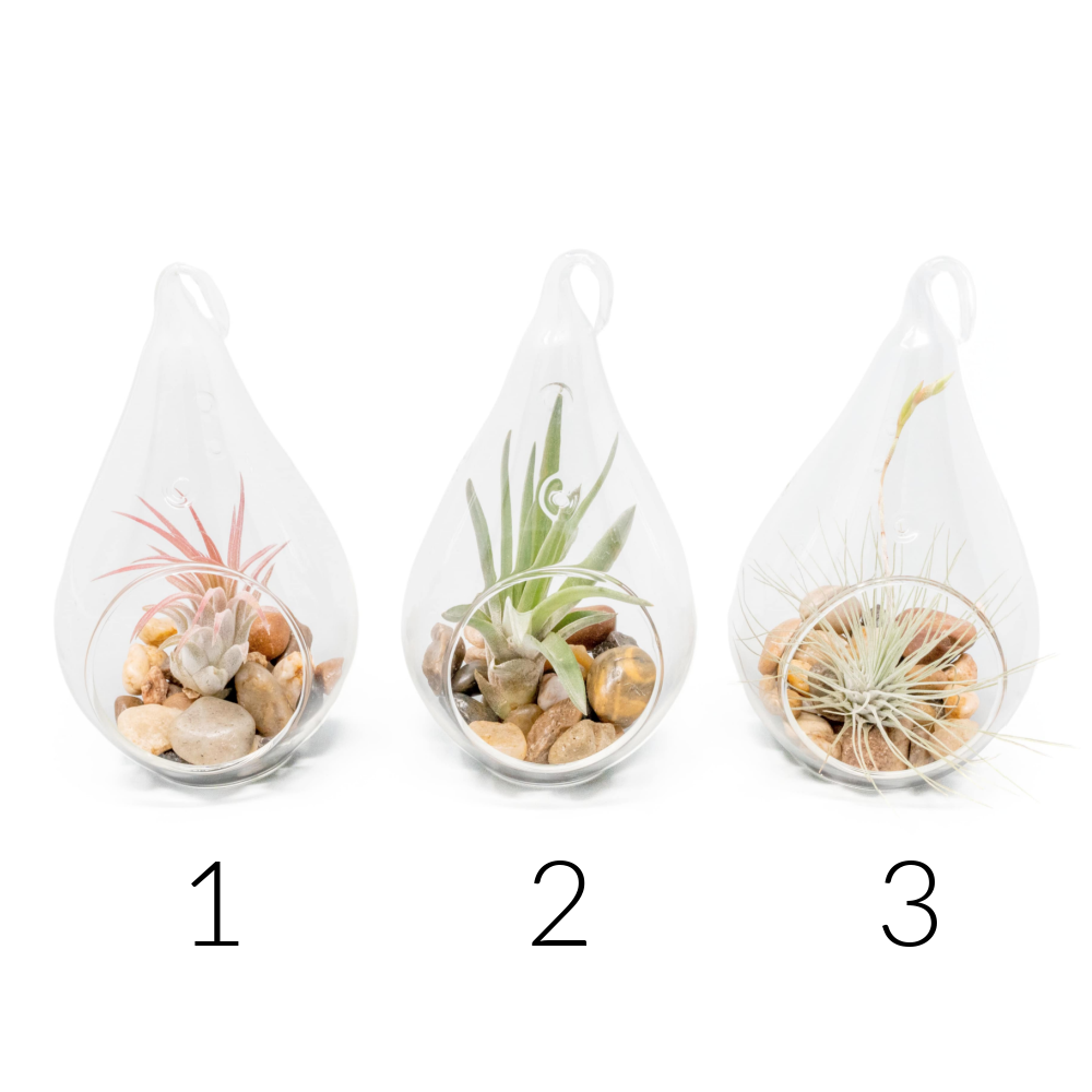 air plant dish Air Plant Terrarium (includes air plant & rocks) – Pulp & Circumstance