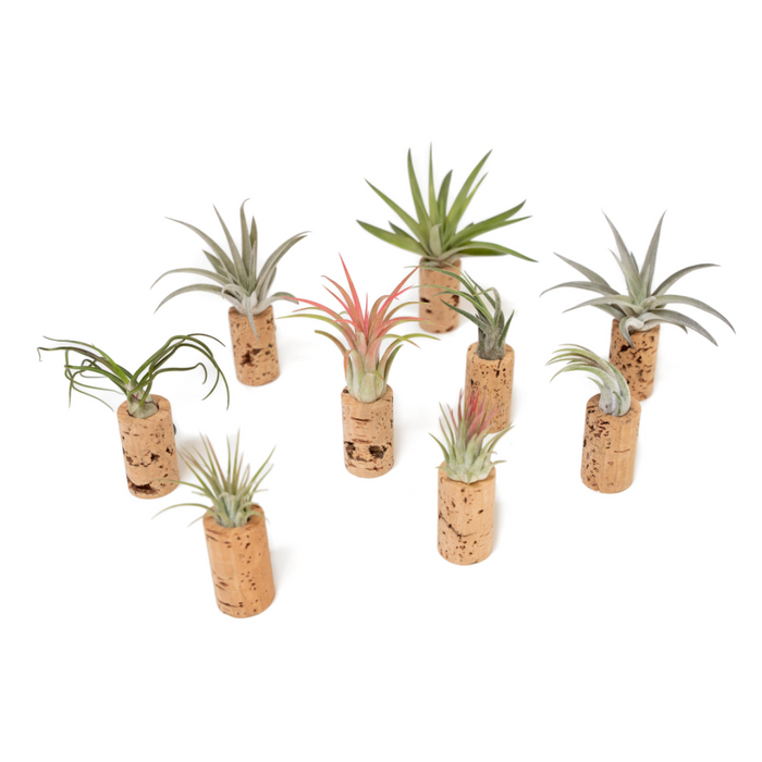 Wine Cork Magnets with Tillandsia Ionantha Air Plants