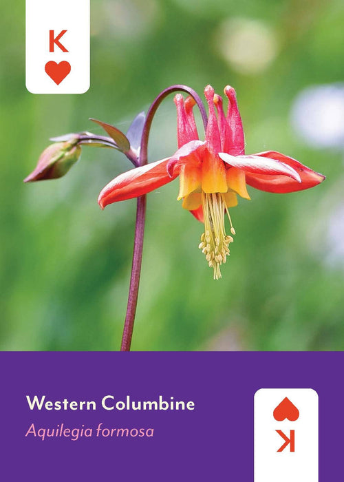 Pacific Northwest Wildflowers Deck