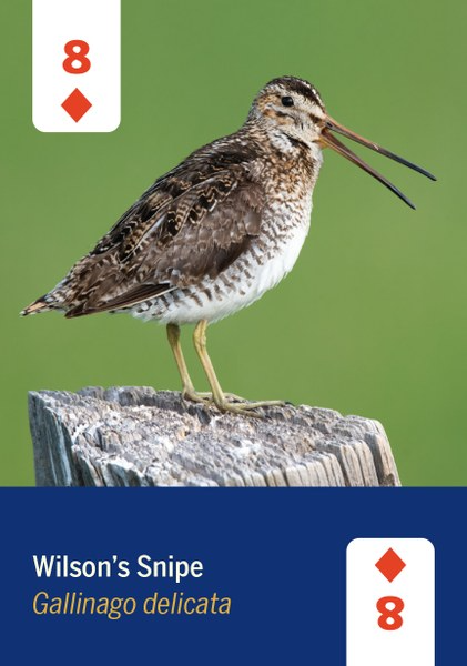 Birds of North America Cards