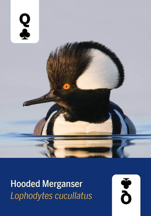 Birds of North America Card Deck