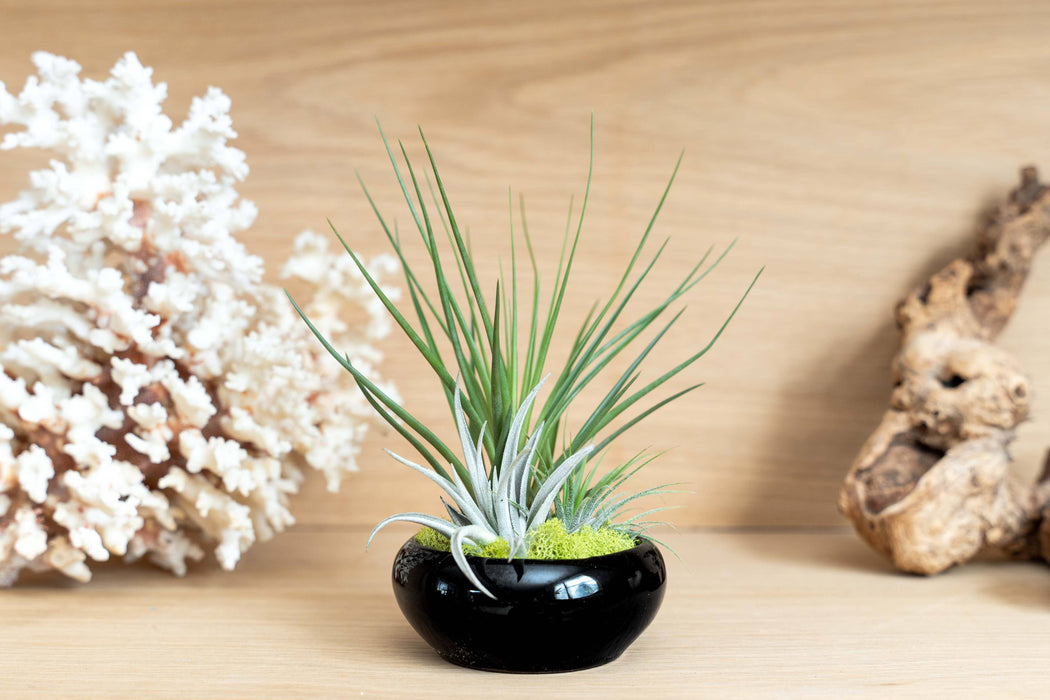 Tillandsia Air Plant Garden (with 3 air plants)