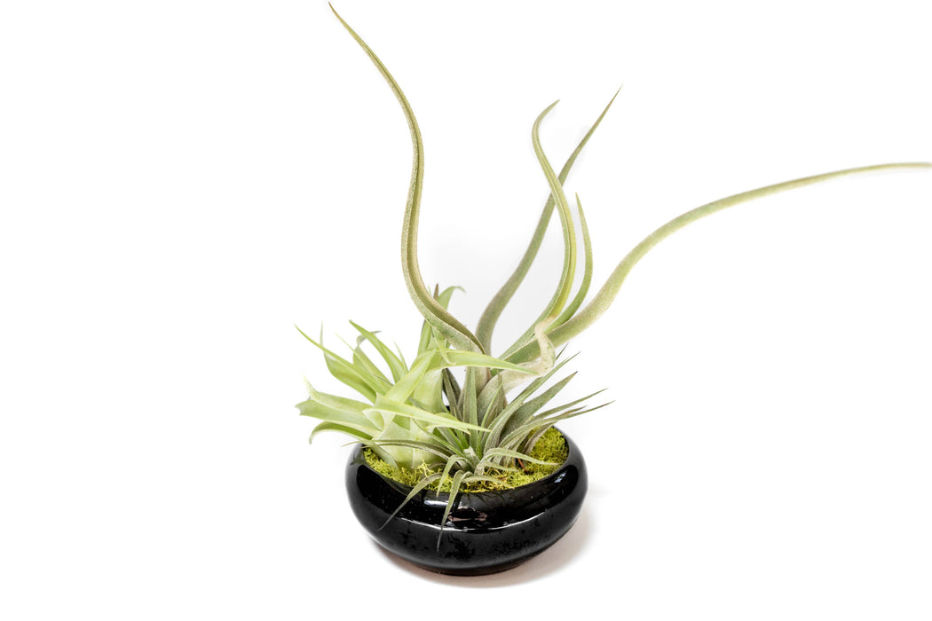 Tillandsia Air Plant Garden (with 3 air plants)