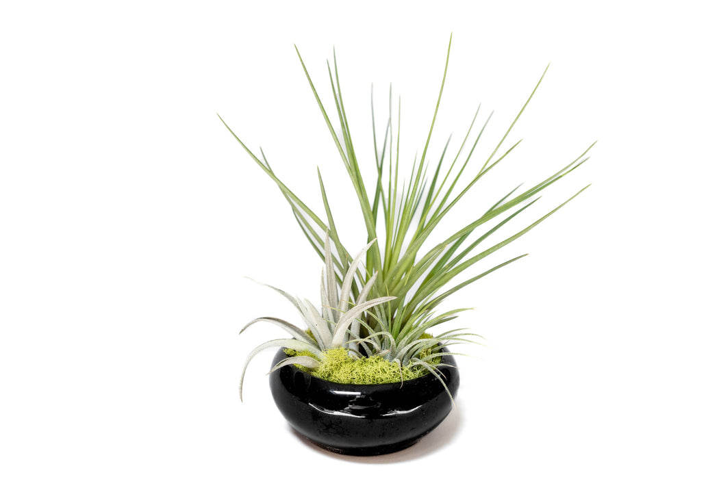 Tillandsia Air Plant Garden (with 3 air plants)