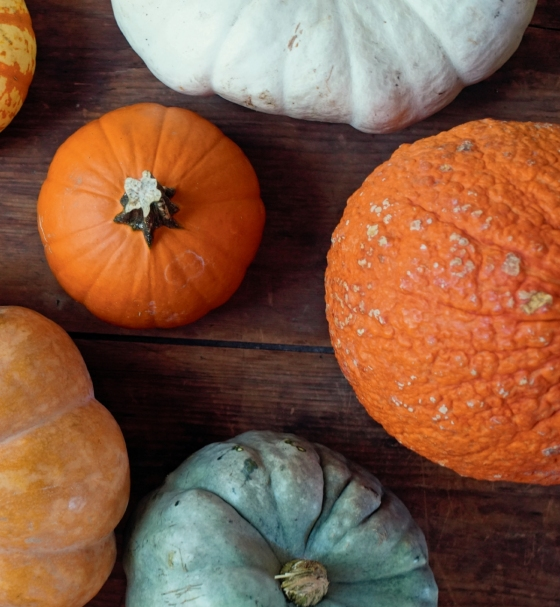 The Great Little Pumpkin Cookbook