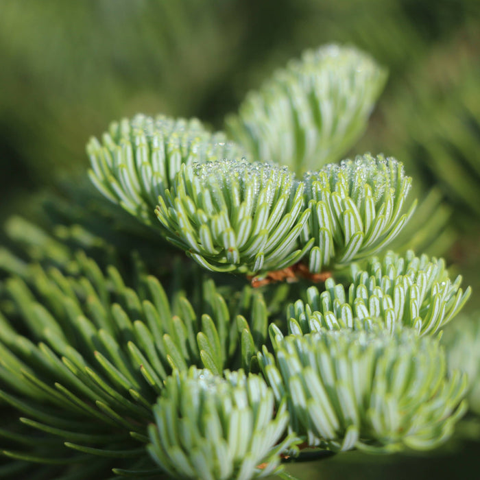 Living Christmas Tree | Seed Grow Kit