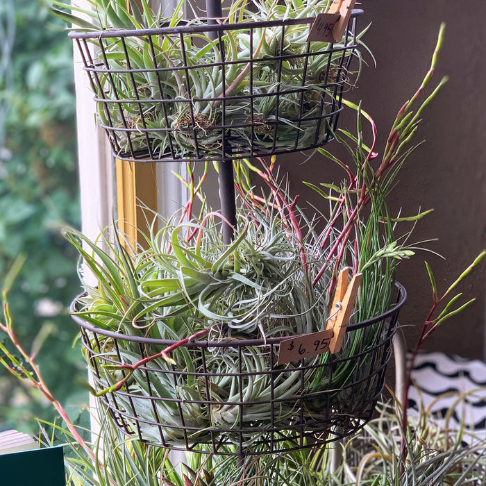 Air Plants