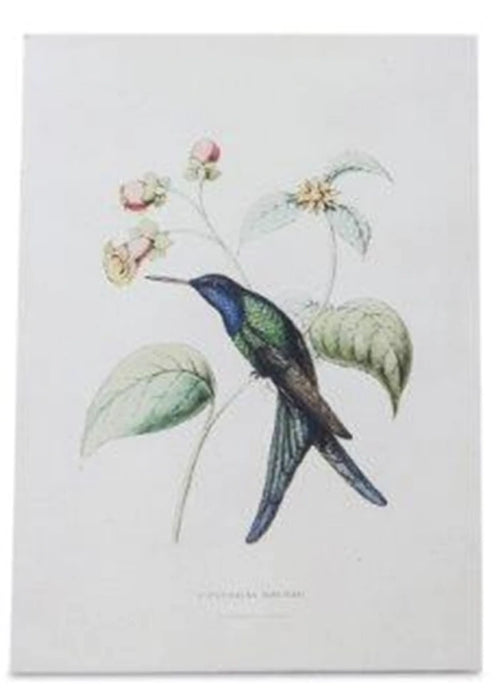 Hummingbird Print