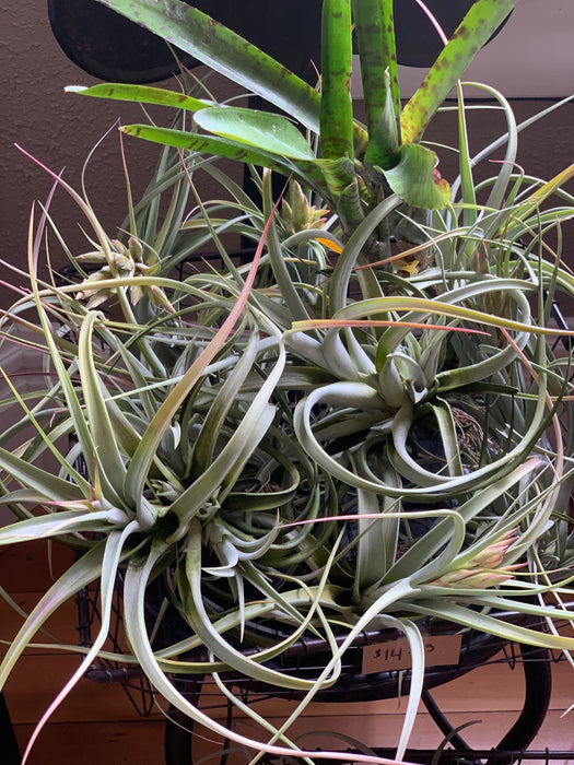 Air Plants