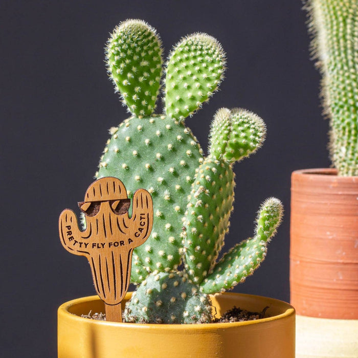 Pretty Fly For A Cacti Wood Plant Pick